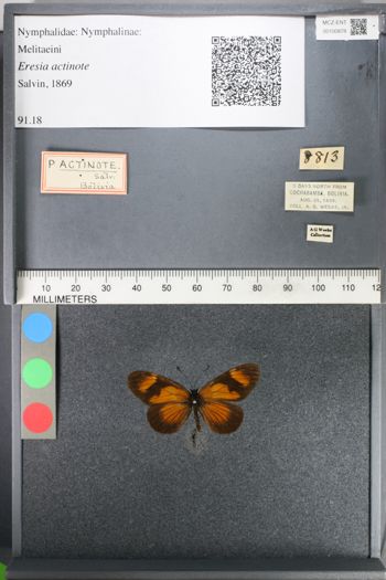 Media type: image;   Entomology 100878